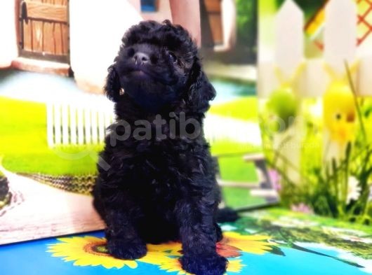 Mükemmel Kali̇tede Si̇yah Toy Poodle Yavru görsel