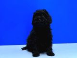 Irk Ve Sağlik Garanti̇si̇ İle Si̇yah Toy Poodle Yavrular