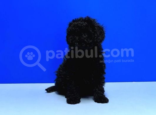 Irk Ve Sağlik Garanti̇si̇ İle Si̇yah Toy Poodle Yavrular görsel