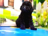 Mükemmel Kali̇tede Si̇yah Toy Poodle Yavru
