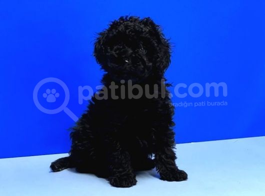 Irk Ve Sağlik Garanti̇si̇ İle Si̇yah Toy Poodle Yavrular görsel