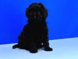 Irk Ve Sağlik Garanti̇si̇ İle Si̇yah Toy Poodle Yavrular