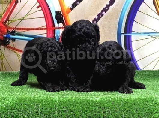 Resmi̇ Üreti̇ci̇den Si̇yah Toy Poodle Yavrular görsel