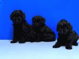 Irk Ve Sağlik Garanti̇si̇ İle Si̇yah Toy Poodle Yavrular