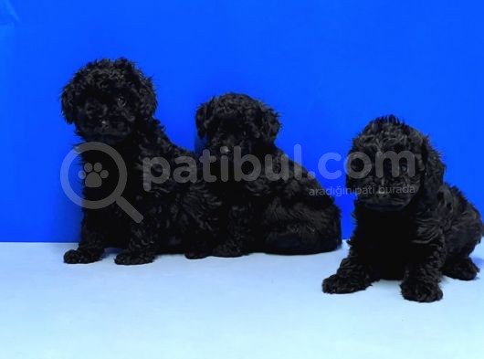 Irk Ve Sağlik Garanti̇si̇ İle Si̇yah Toy Poodle Yavrular görsel
