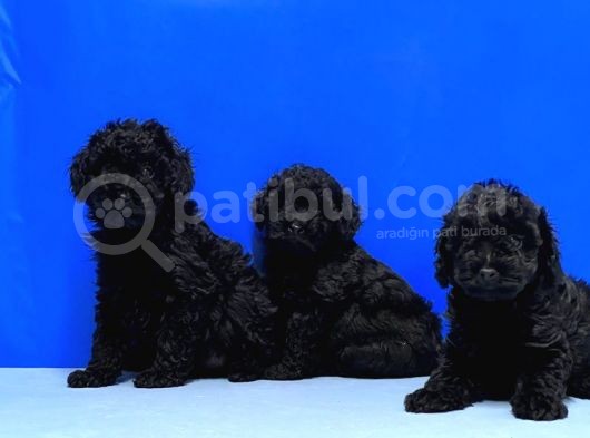 Irk Ve Sağlik Garanti̇si̇ İle Si̇yah Toy Poodle Yavrular görsel
