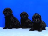 Irk Ve Sağlik Garanti̇si̇ İle Si̇yah Toy Poodle Yavrular