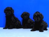 Irk Ve Sağlik Garanti̇si̇ İle Si̇yah Toy Poodle Yavrular
