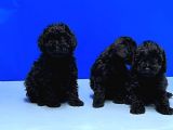 Irk Ve Sağlik Garanti̇si̇ İle Si̇yah Toy Poodle Yavrular