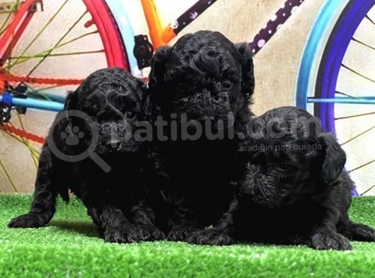 Resmi̇ Üreti̇ci̇den Si̇yah Toy Poodle Yavrular görsel