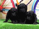 Resmi̇ Üreti̇ci̇den Si̇yah Toy Poodle Yavrular