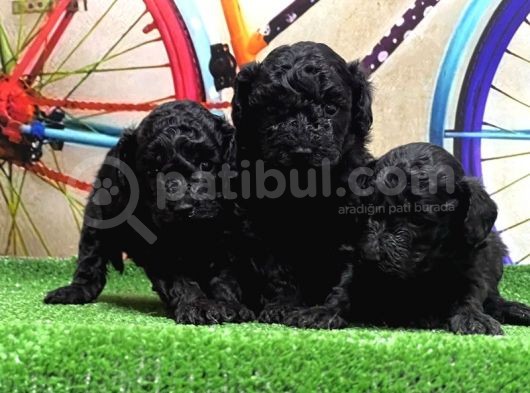 Resmi̇ Üreti̇ci̇den Si̇yah Toy Poodle Yavrular görsel