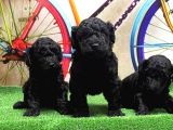 Resmi̇ Üreti̇ci̇den Si̇yah Toy Poodle Yavrular