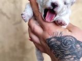 Pomeranian Boo Teddy Bear Yavular