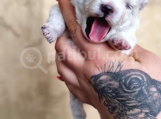 Pomeranian Boo Teddy Bear Yavular görsel