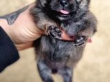 Pomeranian Boo Teddy Bear yavular