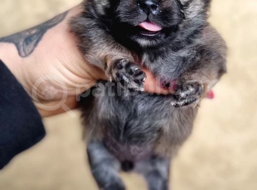 Pomeranian Boo Teddy Bear Yavular