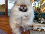 Orijinal Tedyy Bear Pomeranian