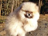 Orijinal Tedyy Bear Pomeranian