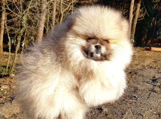 Orijinal Tedyy Bear Pomeranian görsel