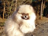 Orijinal Tedyy Bear Pomeranian