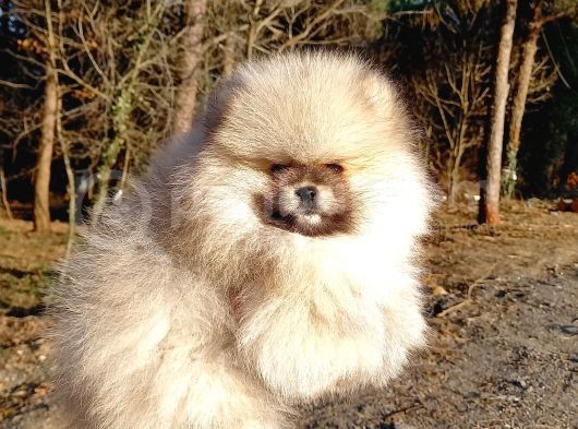 Orijinal Tedyy Bear Pomeranian görsel