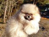 Orijinal Tedyy Bear Pomeranian