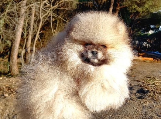 Orijinal Tedyy Bear Pomeranian görsel