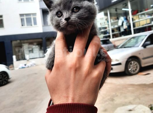 Yavrumuz Yeni Yuvasına Gitmeye Hazir