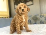 A Kali̇te Toy Poodle Bebekleri̇mi̇z Aşili