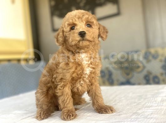 A Kali̇te Toy Poodle Bebekleri̇mi̇z Aşili görsel