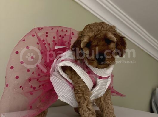 Sağlık Ve Ömür Boyu Irk Garantili Poodle Bebekler görsel