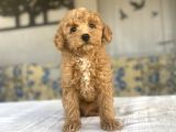 A KALİTE TOY POODLE BEBEKLERİMİZ AŞILI