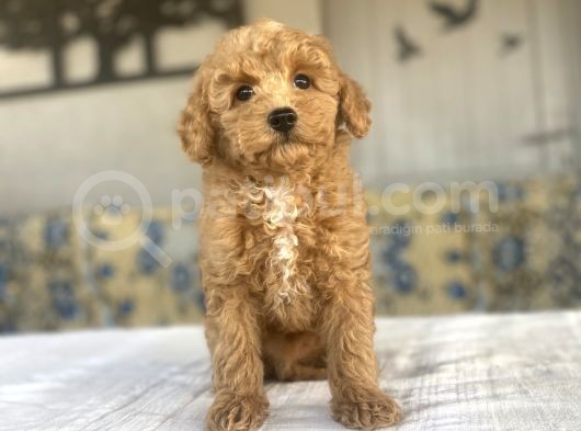 A Kali̇te Toy Poodle Bebekleri̇mi̇z Aşili