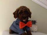 Sağlık Ve Ömür Boyu Irk garantili Poodle Bebekler