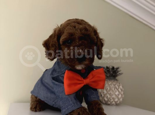 Sağlık Ve Ömür Boyu Irk Garantili Poodle Bebekler