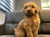 RED DEV BOY LABRADOODLE BEBEKLER
