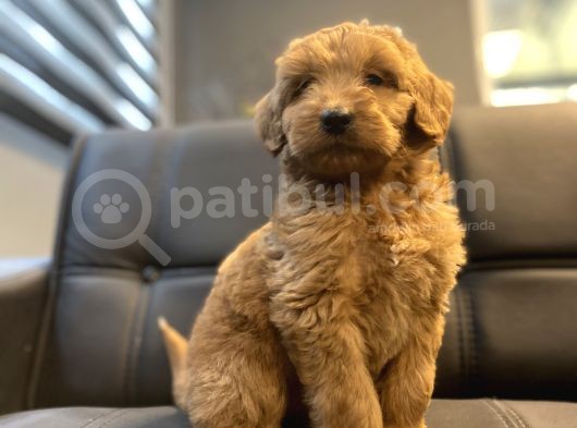 Red Dev Boy Labradoodle Bebekler