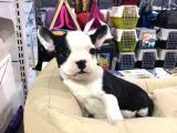 VONALP PET GARANTİLİ FRENCH BULLDOG YAVRULARIMIZ