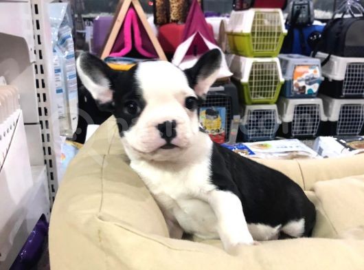 Vonalp Pet Garanti̇li̇ French Bulldog Yavrularimiz