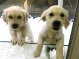 Vonalp Pet Garanti̇li̇ Golden Retri̇ever Yavrularimiz