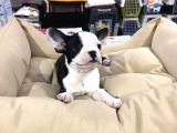 Vonalp Pet Garanti̇li̇ French Bulldog Yavrularimiz