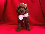 Tatli Tadinda Toy Poodle Yavrulari
