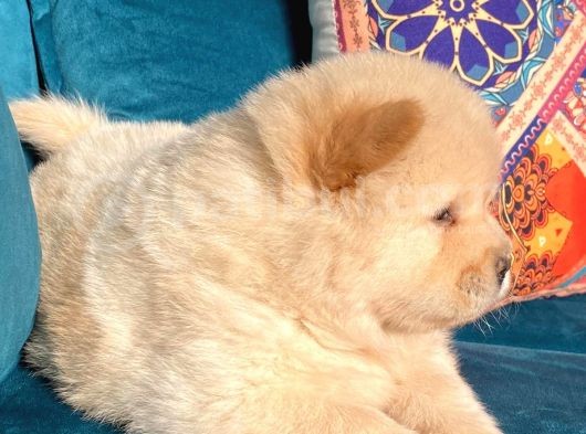 Panda Suratlı Aslanımız Yeni Yuvasını Arıyor görsel