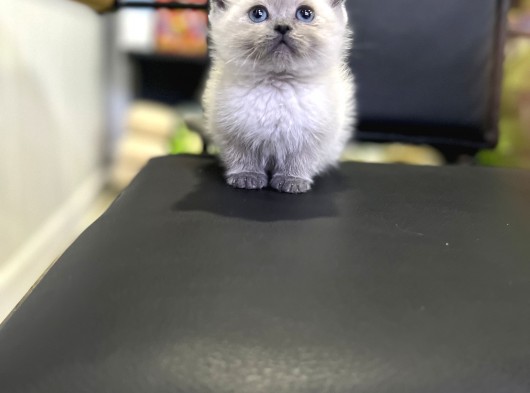 Blue Point Show Class Yavrular Maşallah Demeyi Unutma görsel