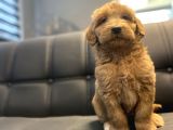 Red Dev Boy Labradoodle Bebekler