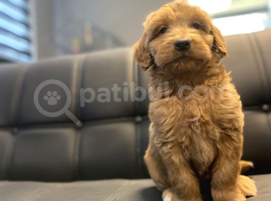 Red Dev Boy Labradoodle Bebekler görsel