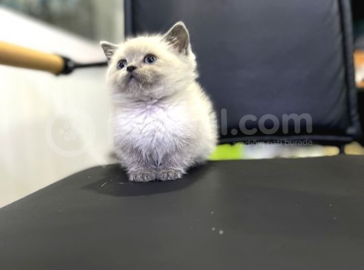 Blue Point Show Class Yavrular Maşallah Demeyi Unutma görsel