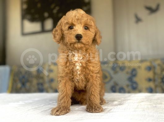 A Kali̇te Toy Poodle Bebekleri̇mi̇z Aşili görsel
