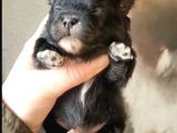 Pomeranian Boo Teddy Bear Yavular